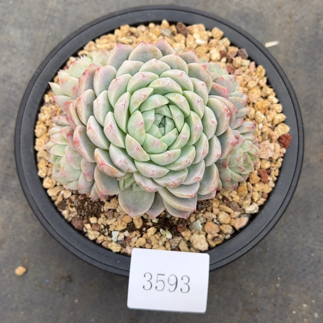 倩*3593多肉多的多多