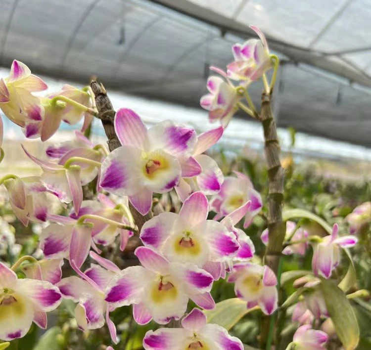 大花泼墨珍珠皇后