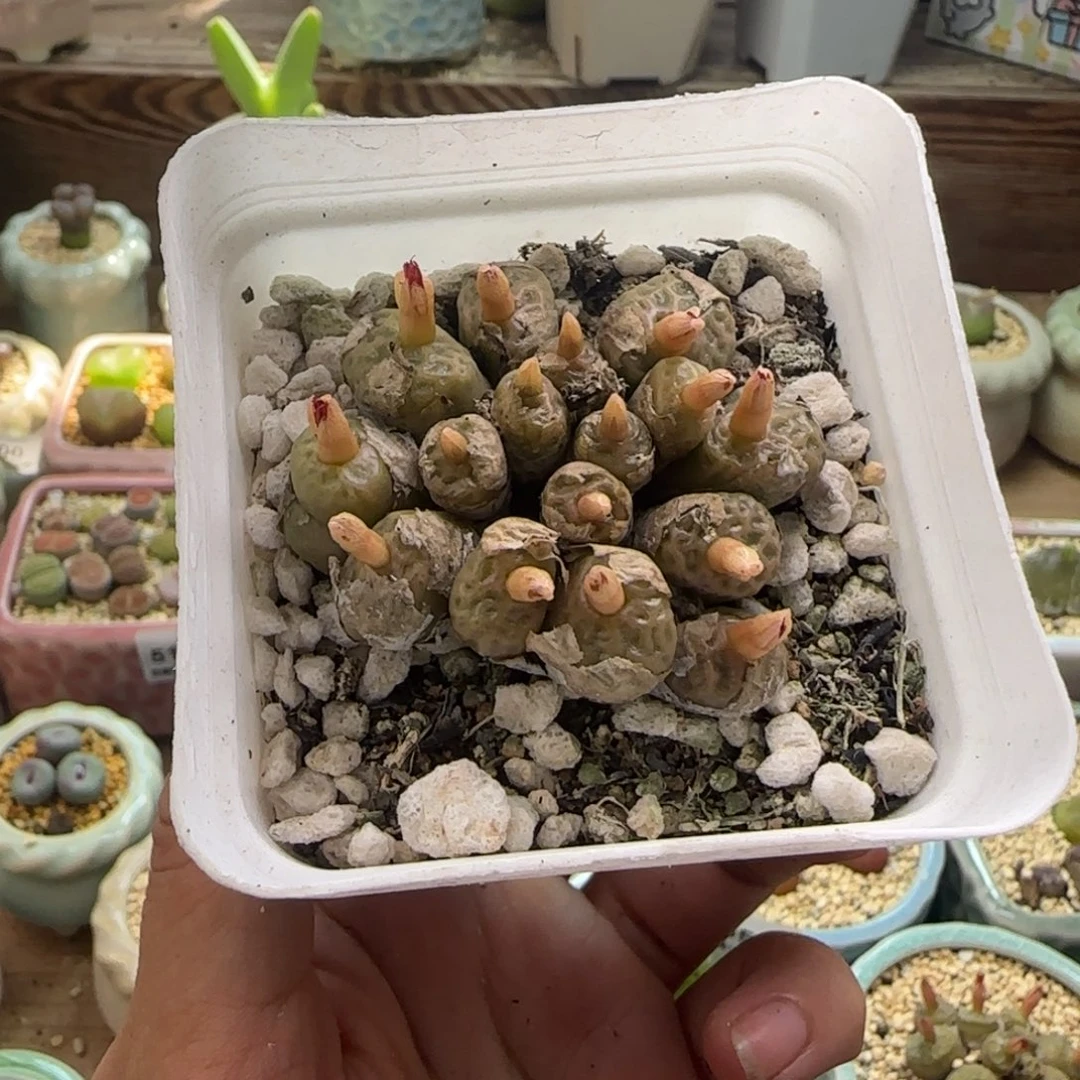 鼠***鼠5133-一物一拍 带盆