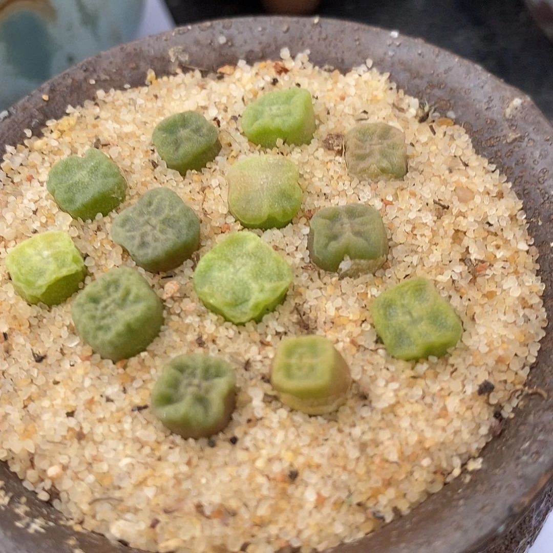 740方烧一组。