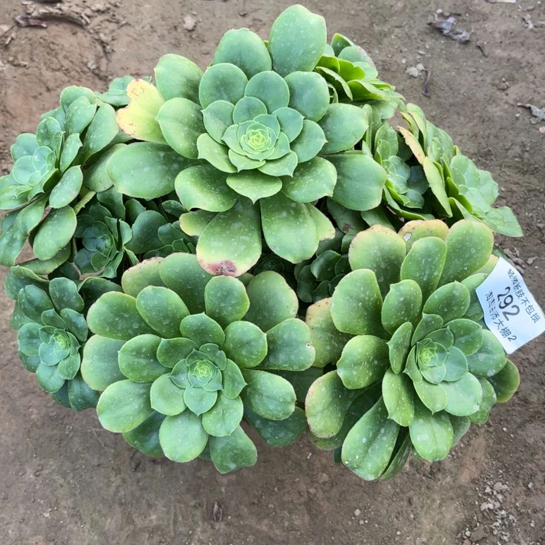 吉*到292八尺镜多肉植物法师