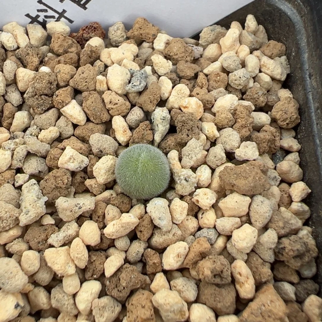 17-150量拍宝辉玉一颗。多肉
