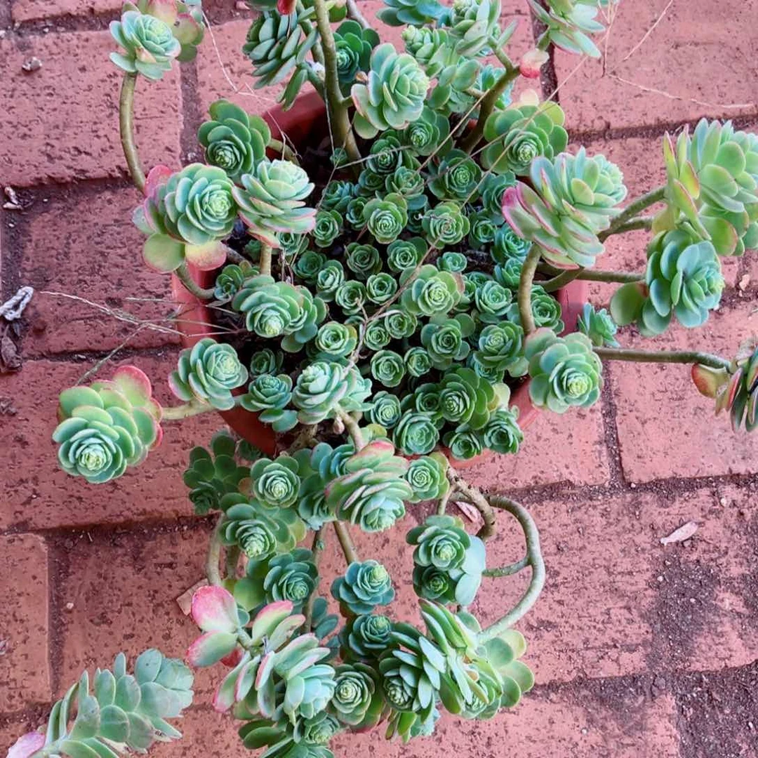 薄化妆一颗大群发货