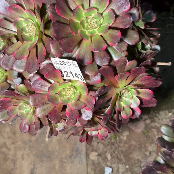 32143黑金刚多肉植物