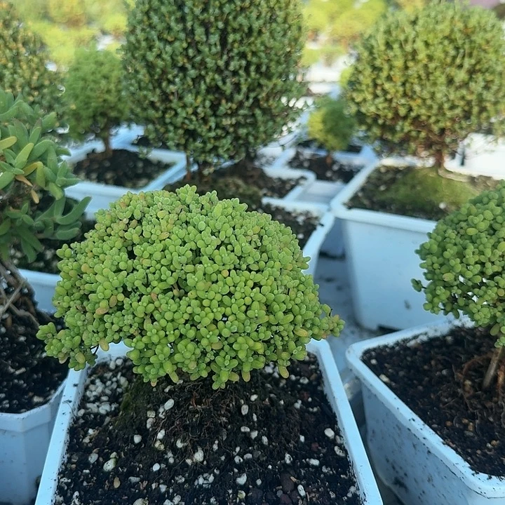 茶****当前无花朵，栽培后可花朵