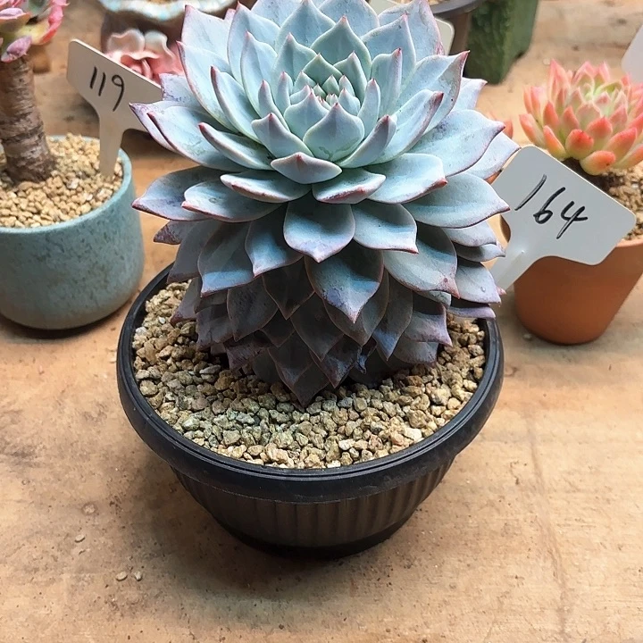 多肉植物，粉蓝鸟164号