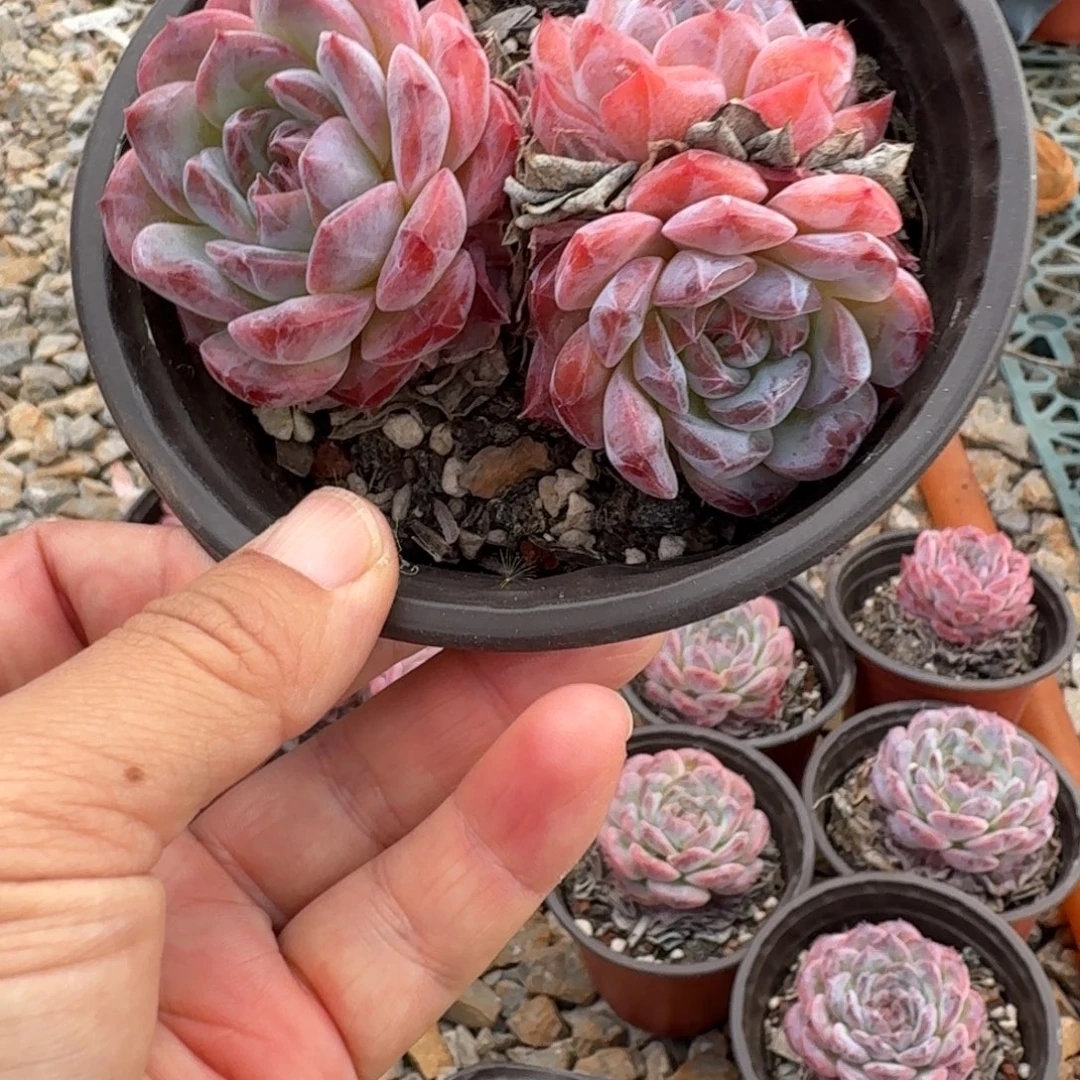 冰糖水晶3头5棵不售后