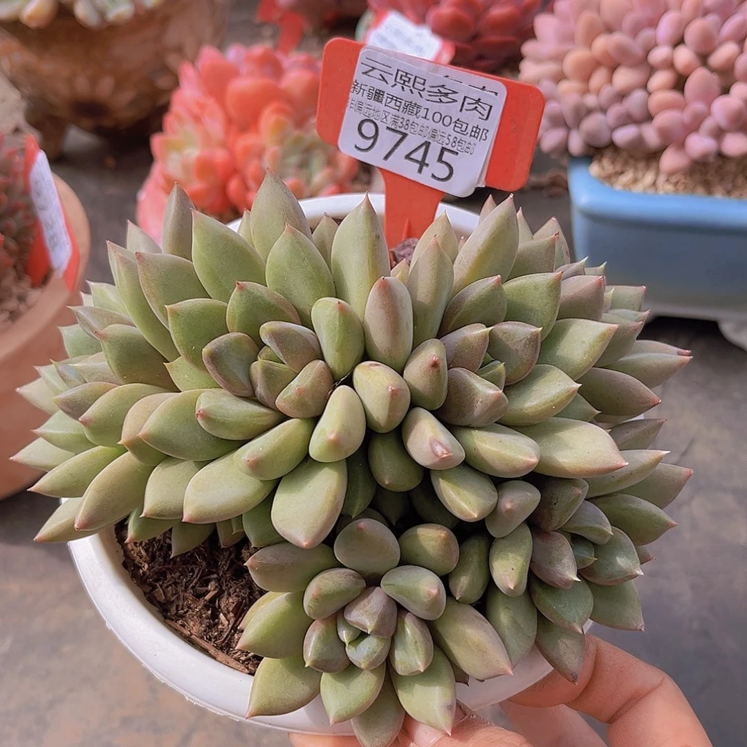 9745红象牙多肉植物