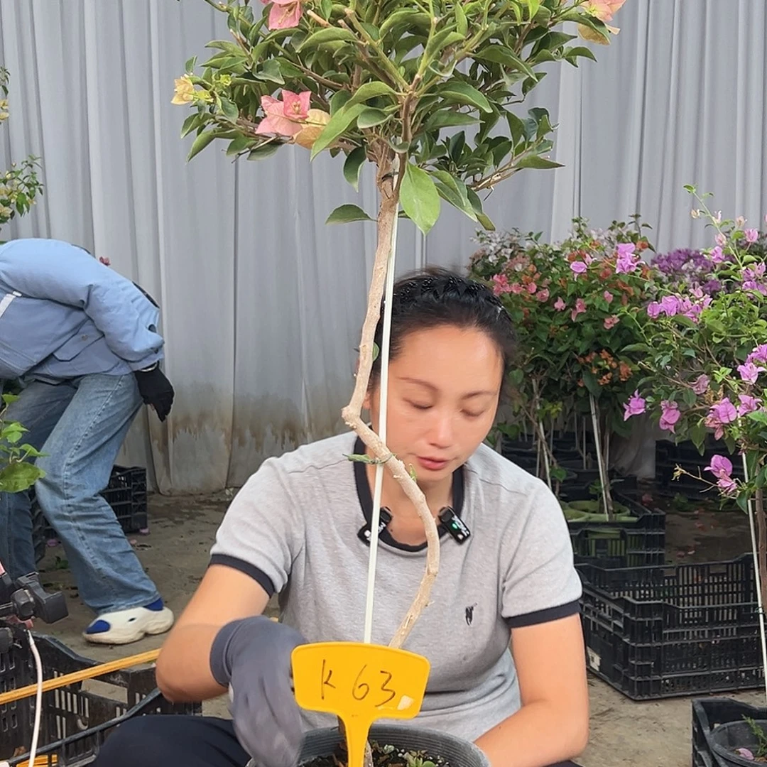 琼***！当前无花栽培后可以开花K63卡亚塔