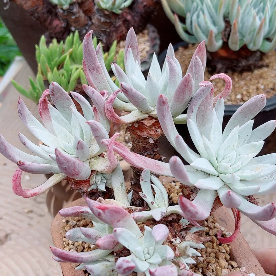 1837瑕疵刘丹杂交多肉