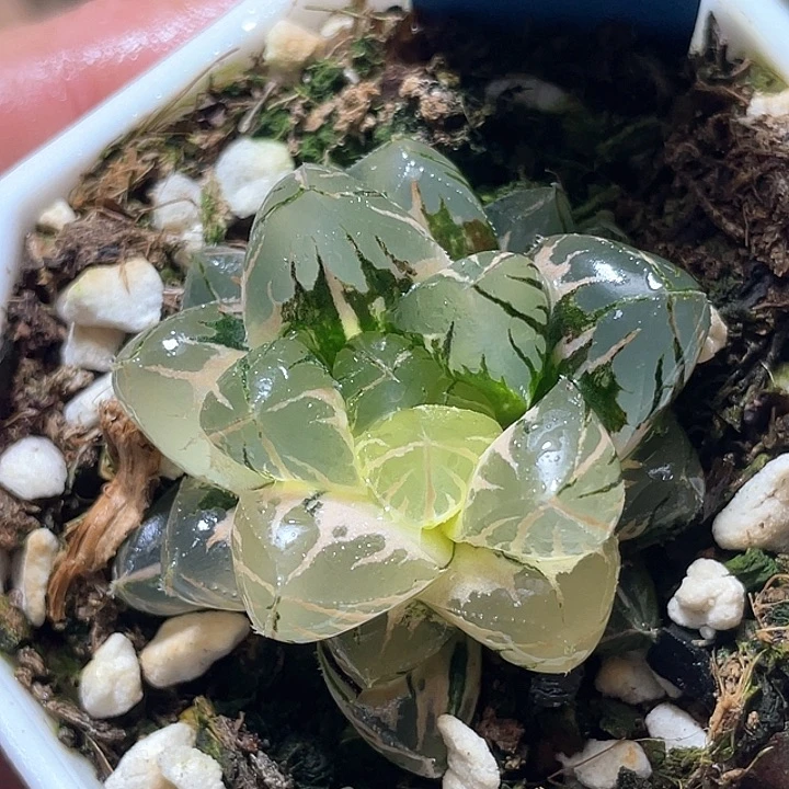 低***1730水晶实生锦特选福利