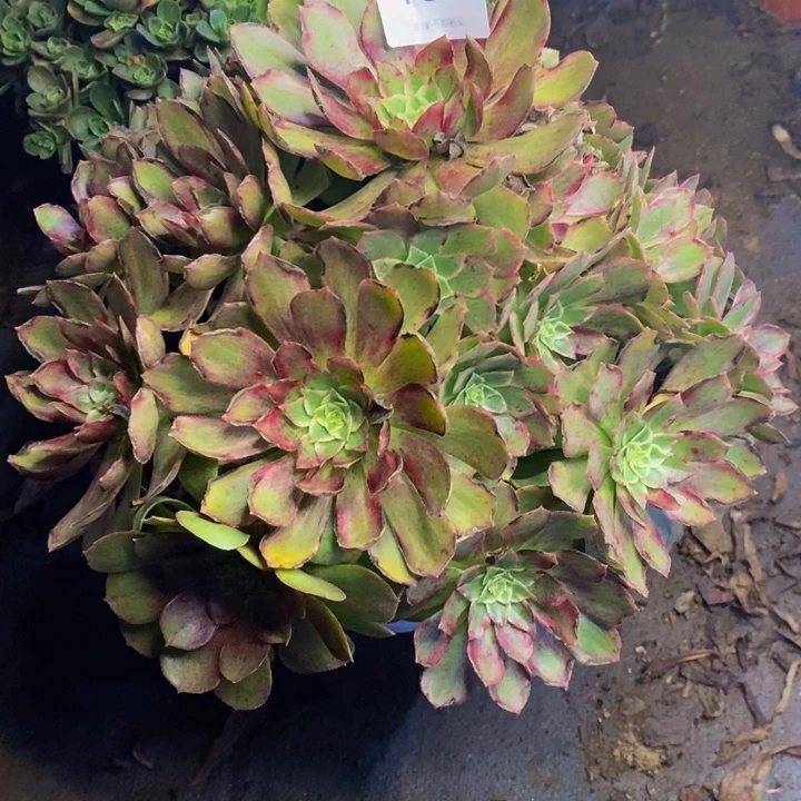 莲花多肉断头不包1864