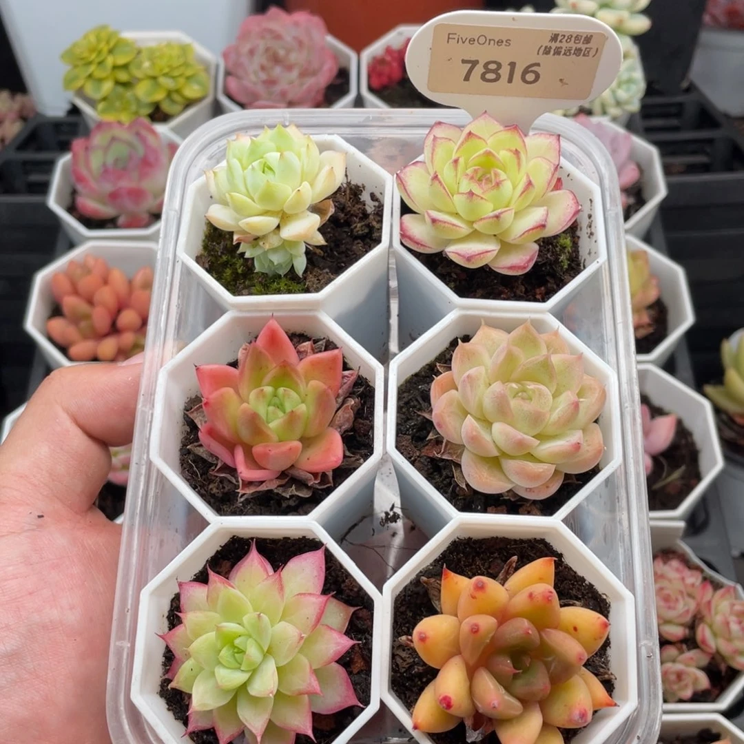 组合套餐共6颗7816