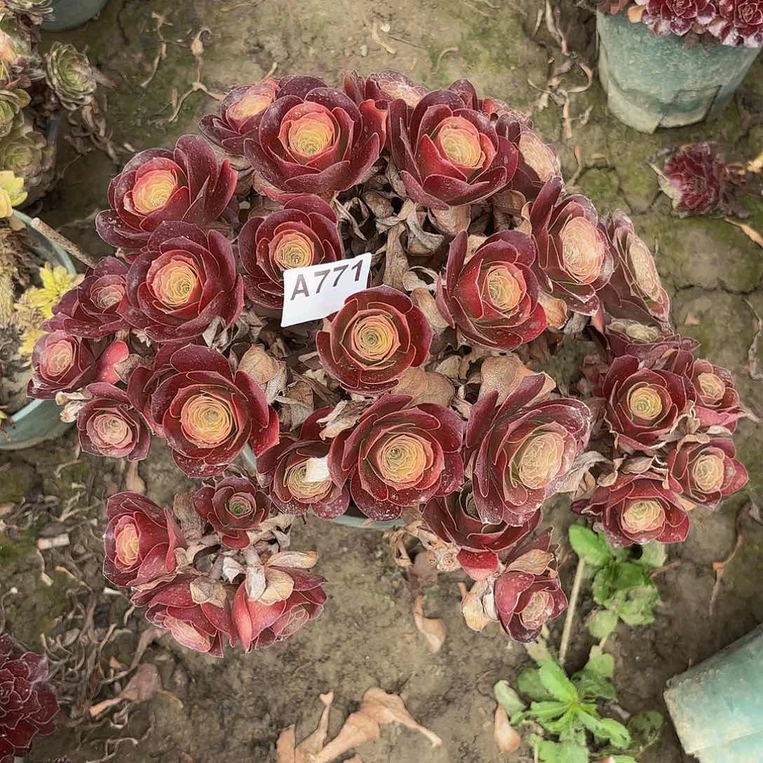 魅金玫瑰5-26偏远不包邮