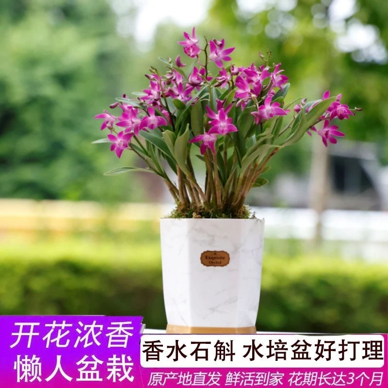透明盆【带花苞】香水石斛好养开花浓香懒人水培盆栽绿植物室内