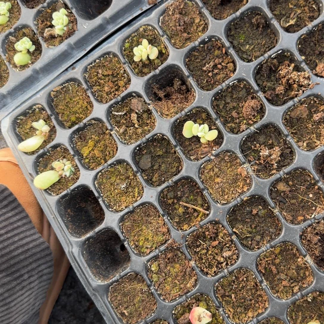 珍珠穴一个满25包邮