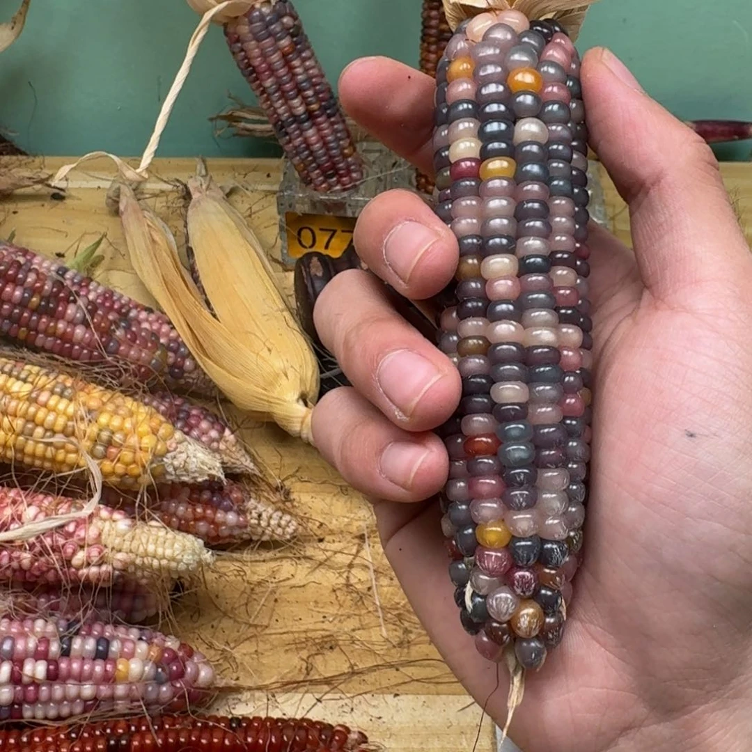 大***团柏香籽/百香籽吊坠