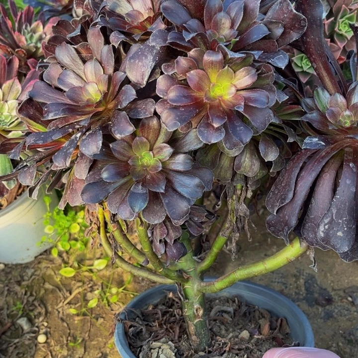 322欧若拉有断多肉法师不包断枝