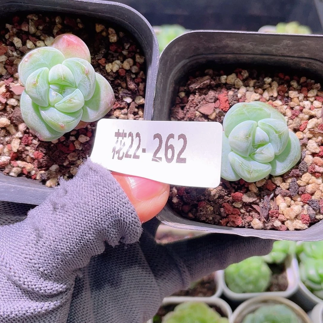 花利美22-262糖心冰玉2颗