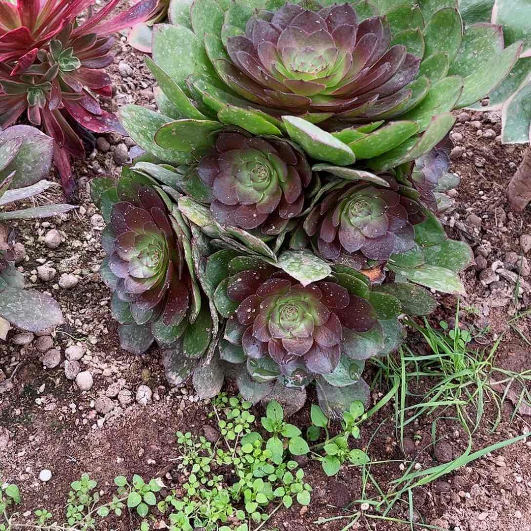 多肉植物红魔038
