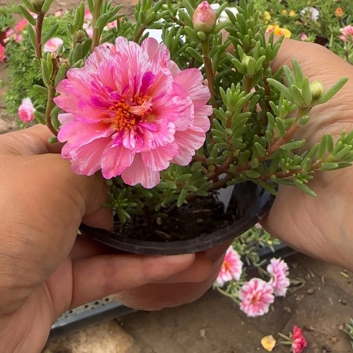 无花朵量拍百褶裙超小苗盆口10cm