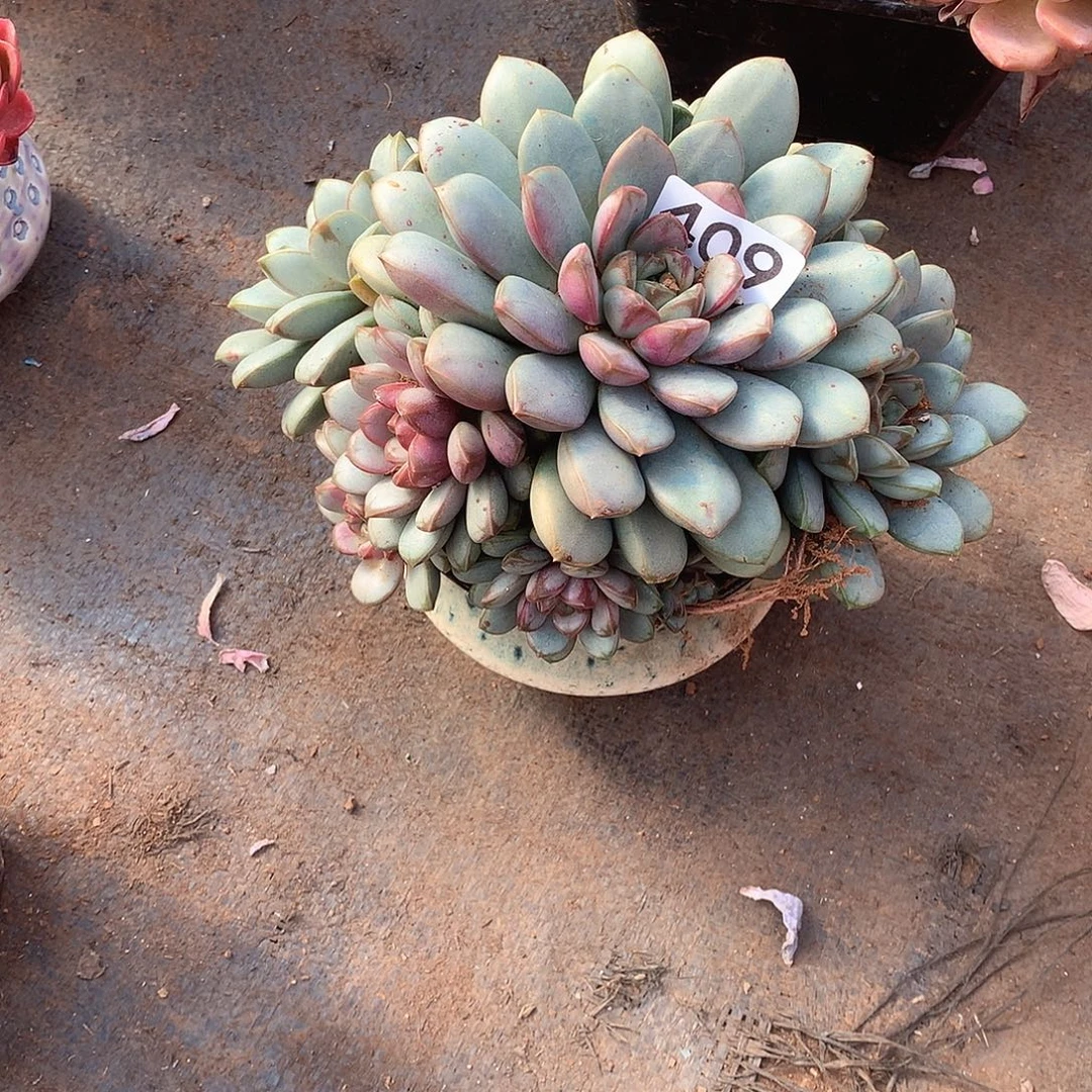 409 一物一拍多肉！