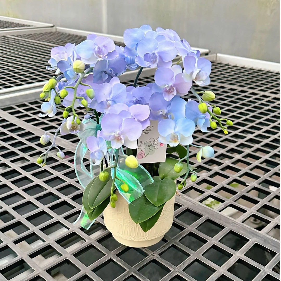 【马卡龙蓝色妖姬-六花剑】（蓝色）蝴蝶兰花卉孔雀兰耐热喷色开花株