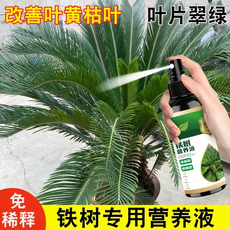 铁树黄叶病专治铁树发黄枯萎黑斑促生长发芽烂根斑点病专用营养液