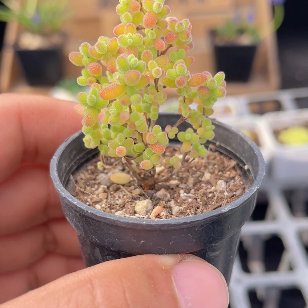 金桔糖球多肉9.9包邮发货