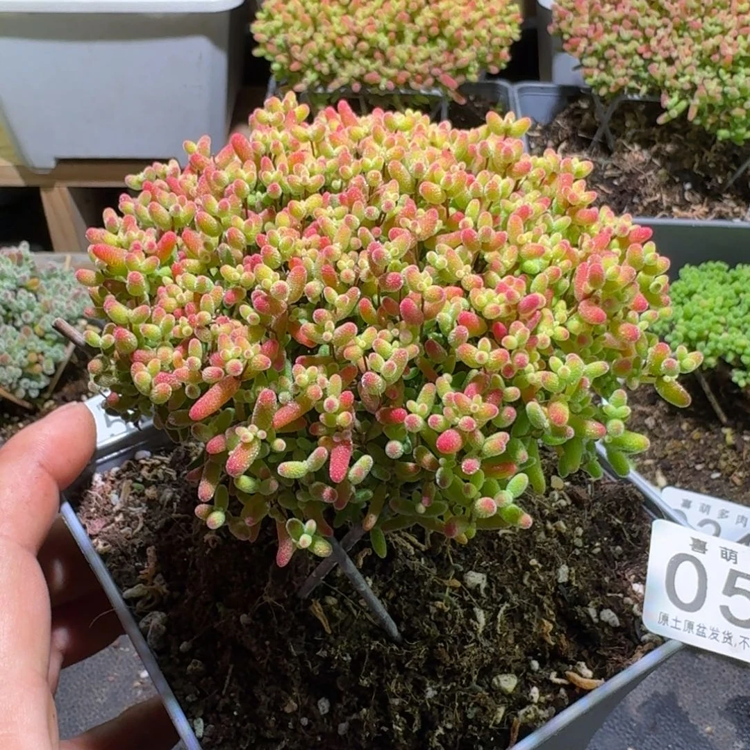 枝干番杏金桔糖球058