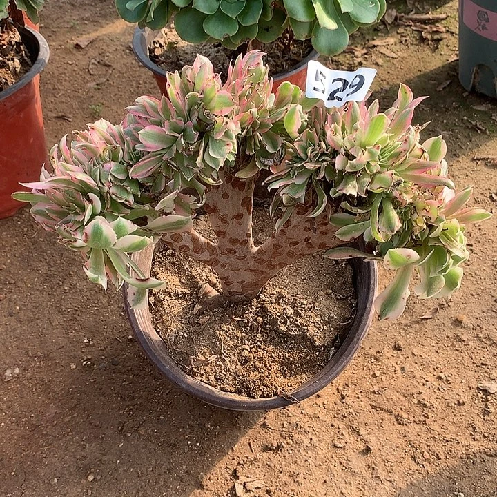 叶子有伤粉女巫缀化529