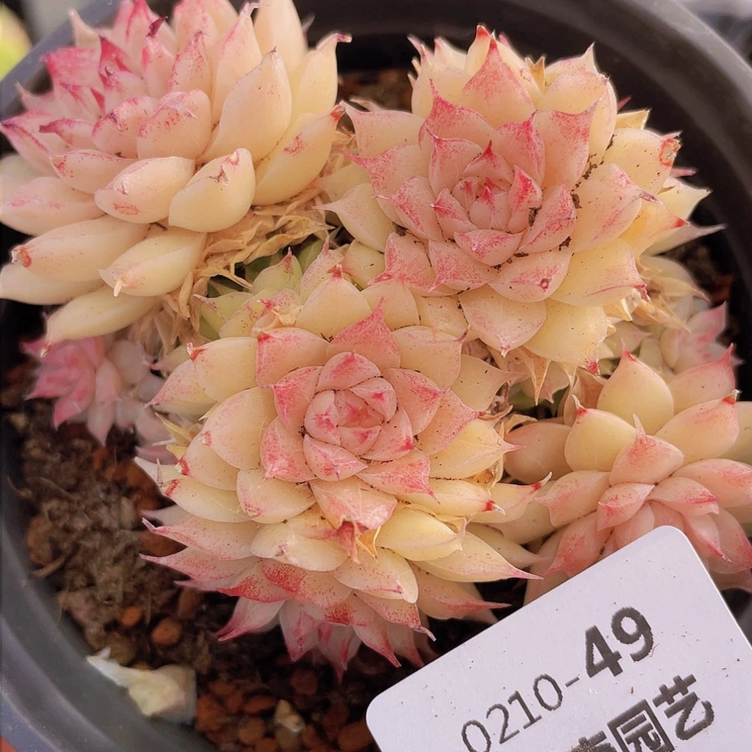 000000000000049量拍