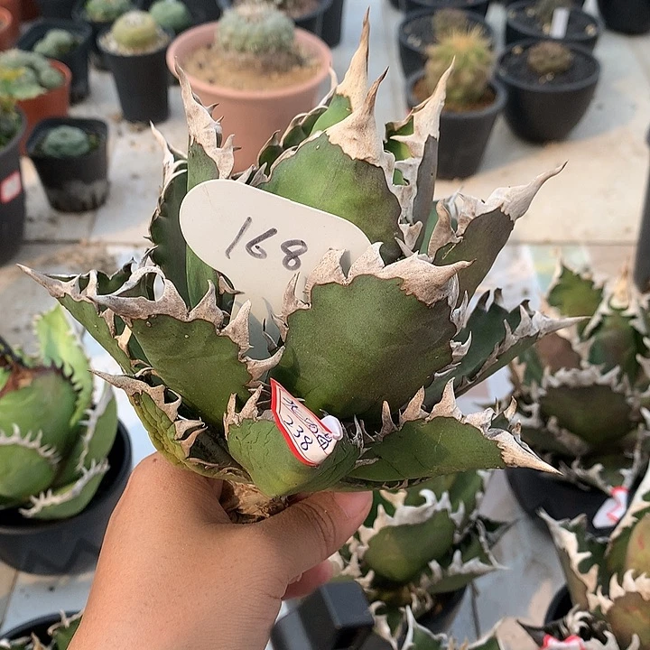 罗****彭168超猫11111111