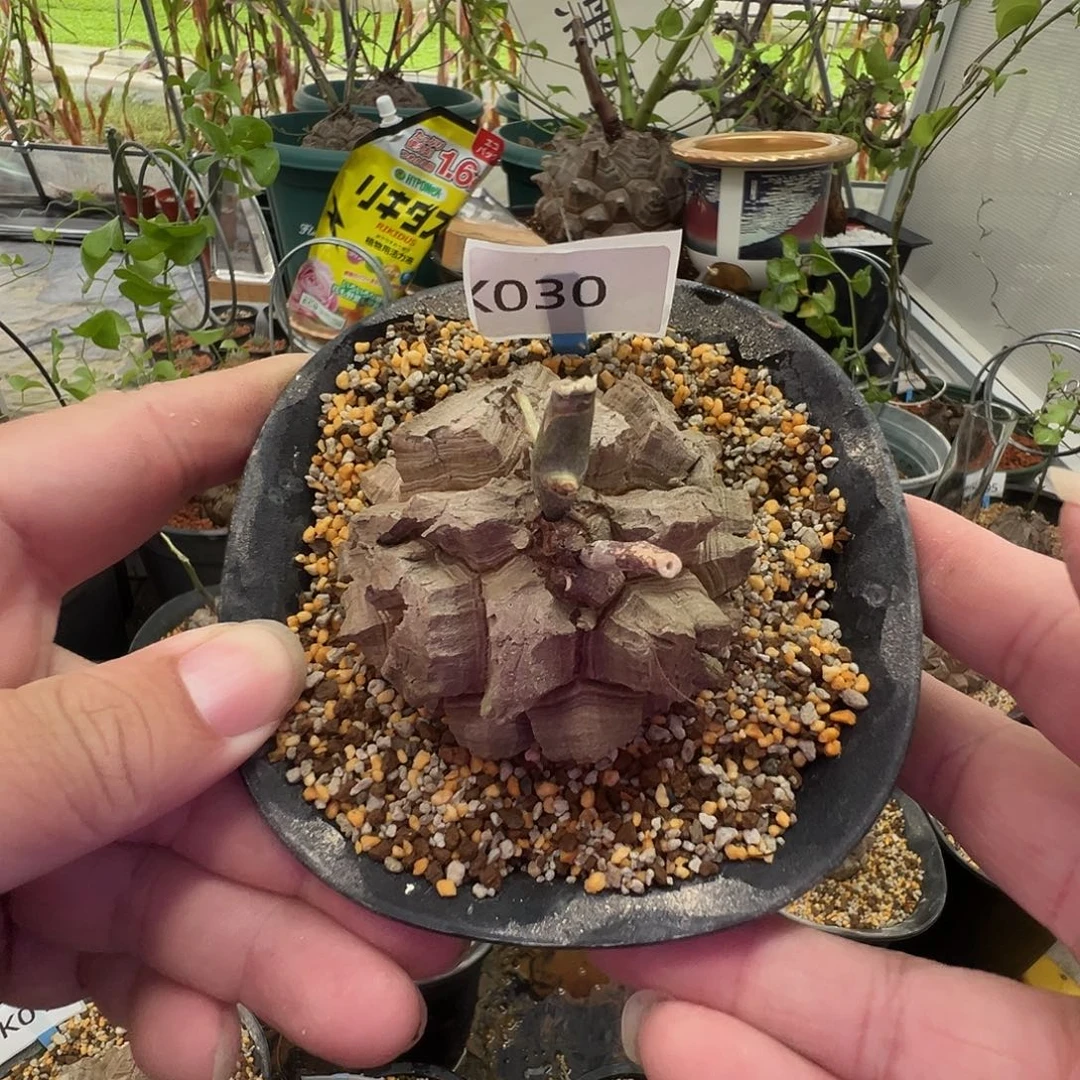 多肉植物专拍 一物一拍 南非龟甲龙030