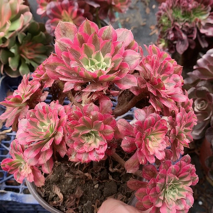 200铜壶超白多肉植物