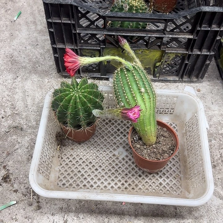 梦***无花朵彩草哈哈哈哈哈哈哈