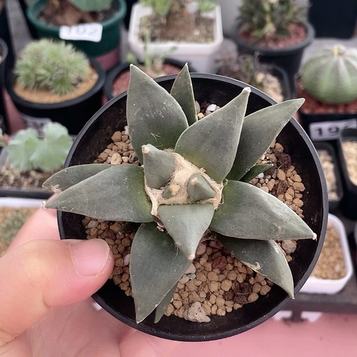 599实生大龙牙岩牡丹