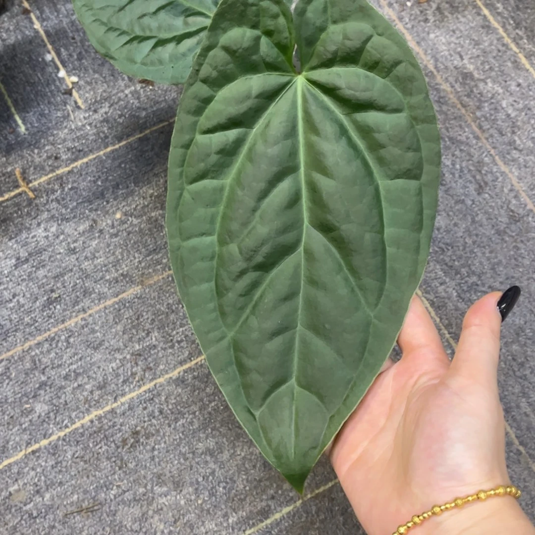 无花朵1323奢华杂