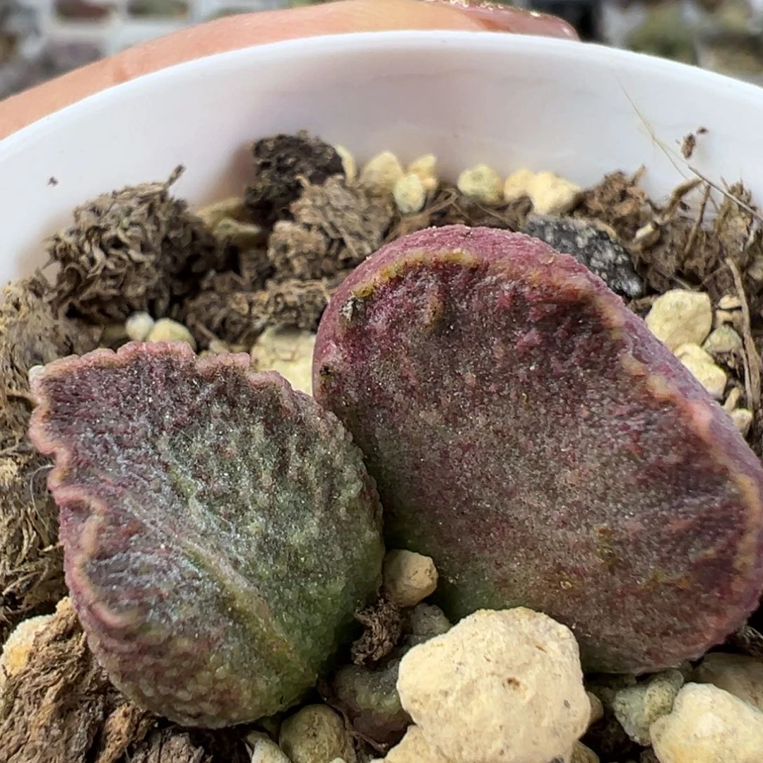 实生底叶苗肝杂多肉植物