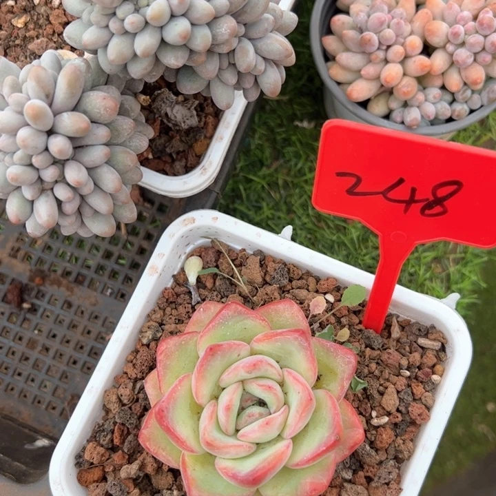 248泡芙平平安安快快乐乐