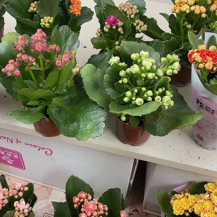 大部分花苞少量开放2盆，绿巴黎，唐卡