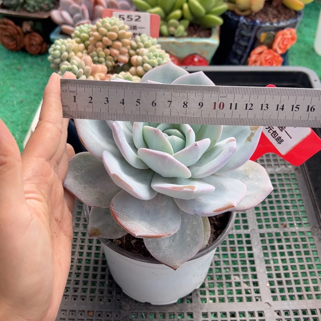 表妹精品多肉植物553.
