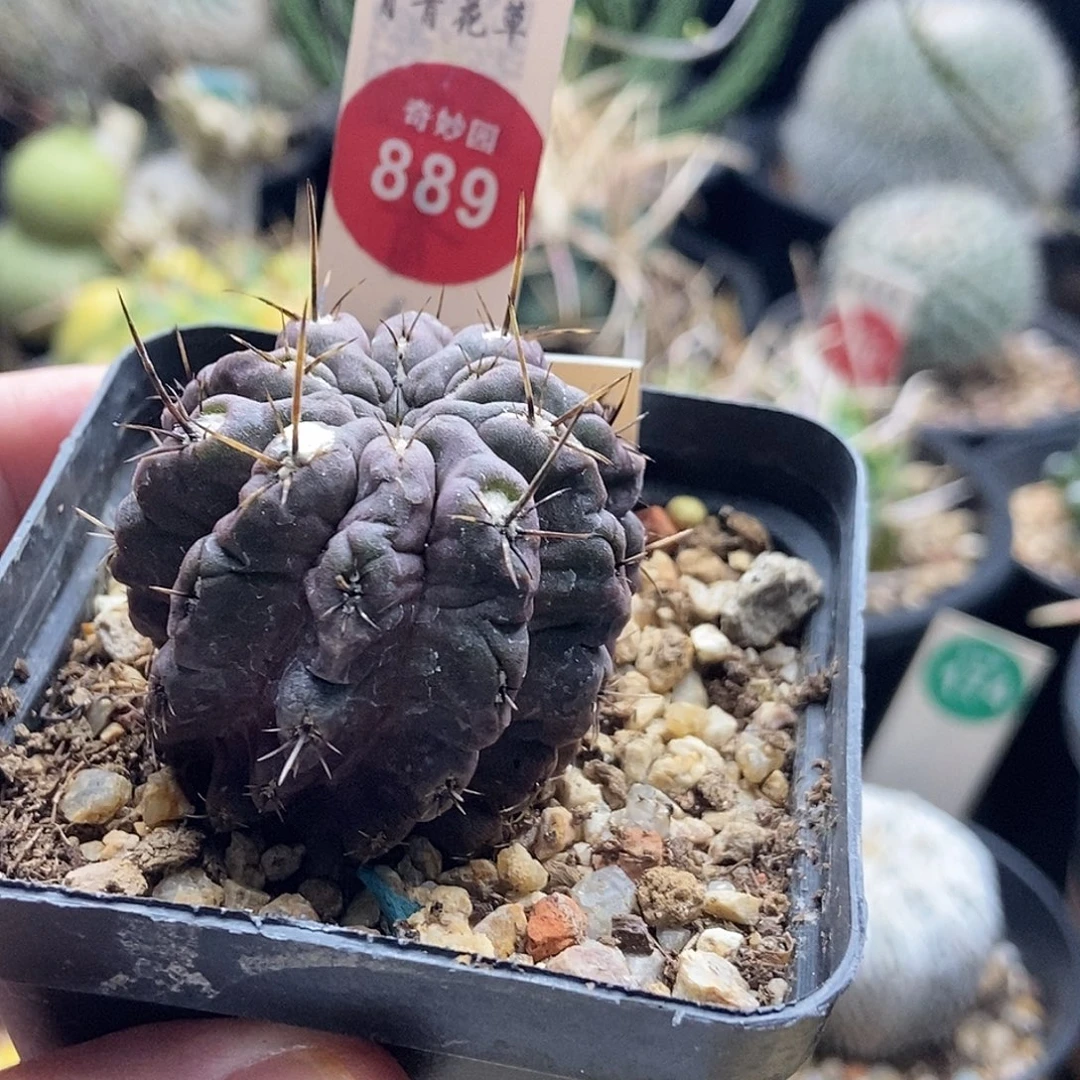 雷头一棵仙人球36880