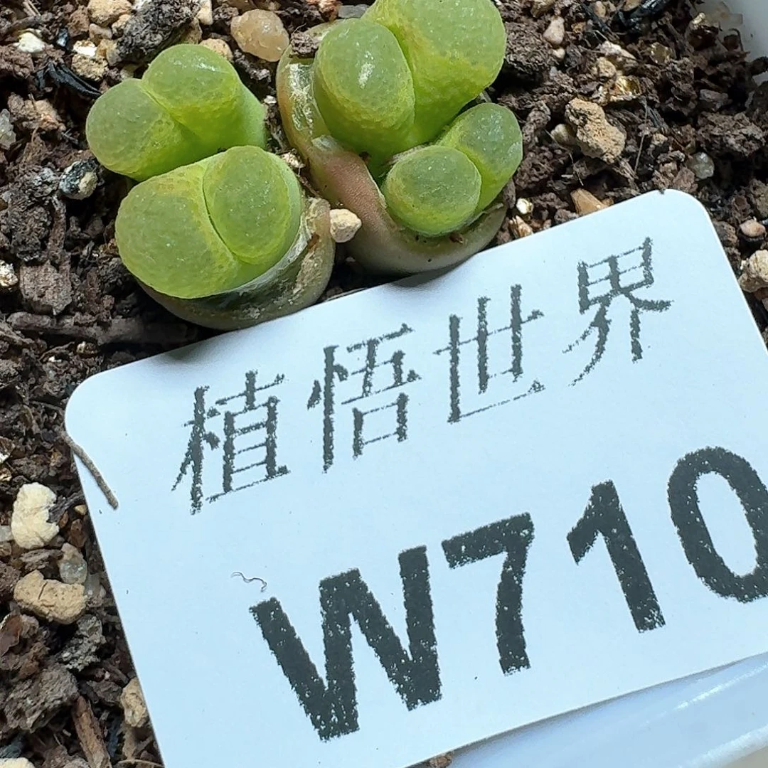 710盒多肉植物哇c g