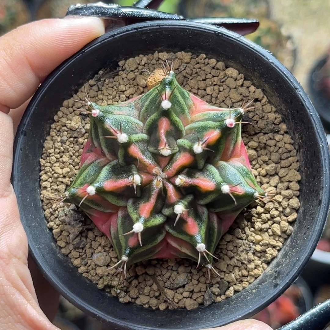 侧牙米哈 带盆土 小水裂福利