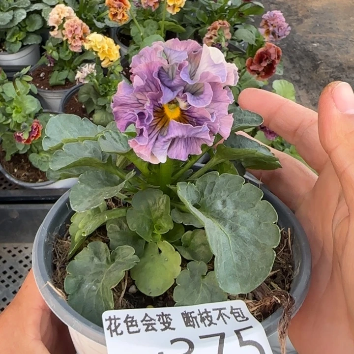 冬***+无花朵M375角堇小苗一物一拍默认苗晃