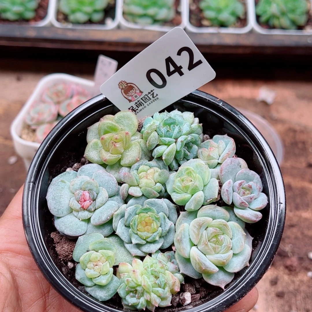 多肉植物多肉植物