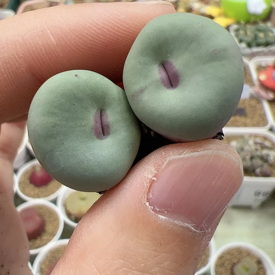 【闪购商品】217 特选红嘴