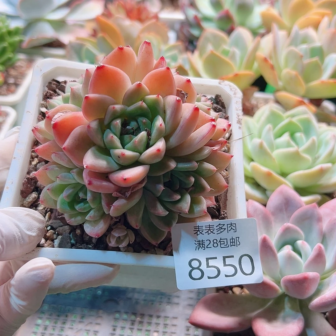 无花朵多肉一物一拍8550