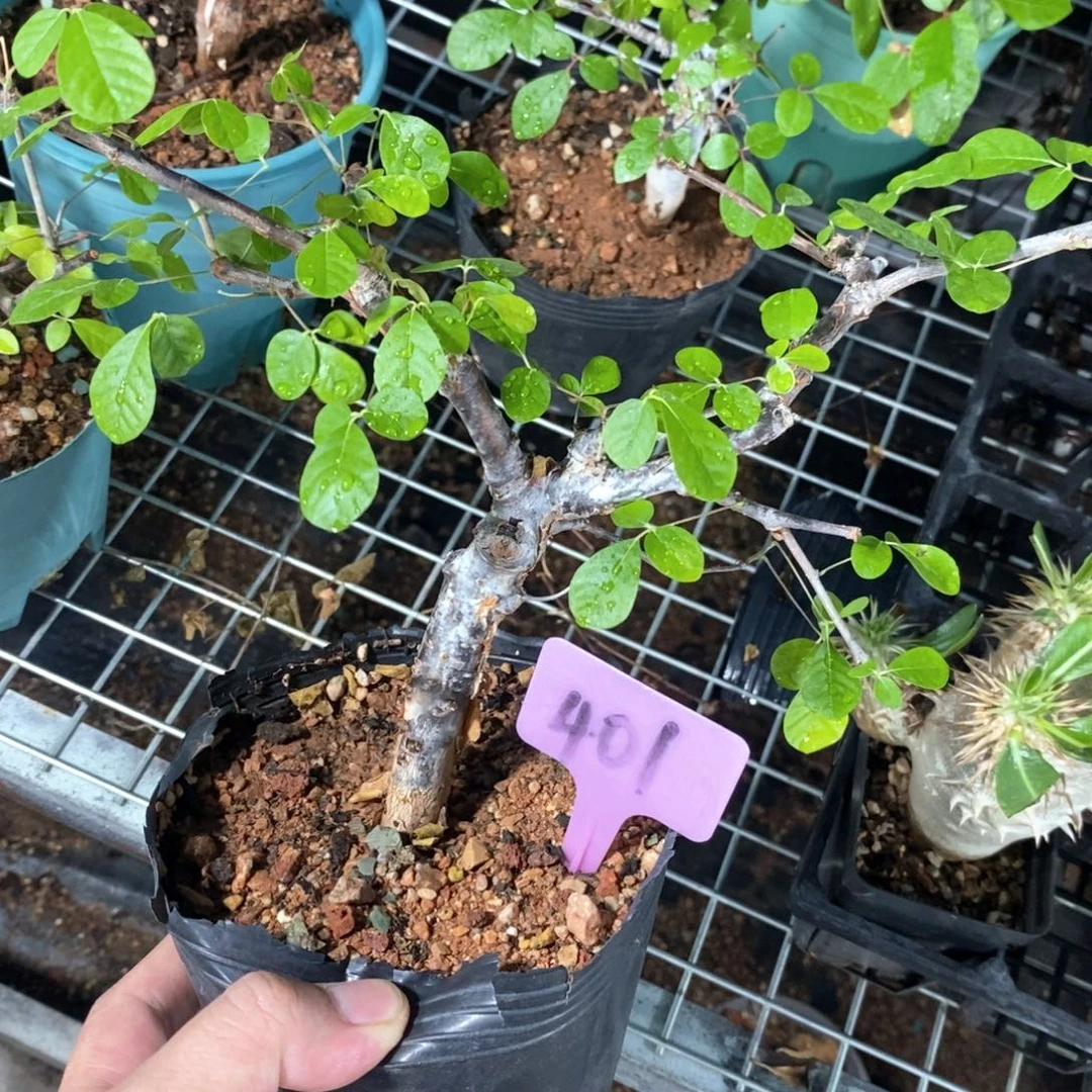 奥比克橄榄多肉植物